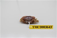 藏品(華美擬扇蟹)的圖片
